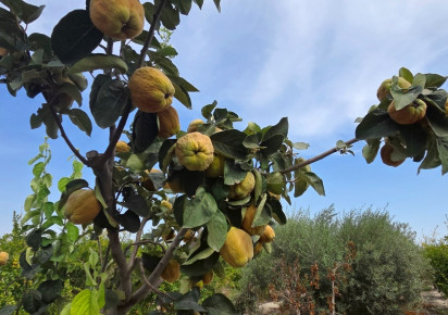 Resale · Plot / Land · San Isidro