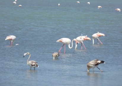 Rynek pierwotny · Terraced Houses · San Pedro del Pinatar