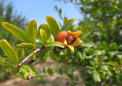 Sale · Plot / Land · San Isidro