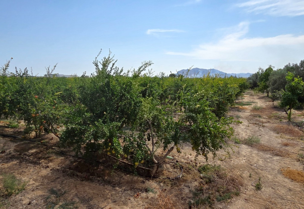 Sale · Plot / Land · San Isidro