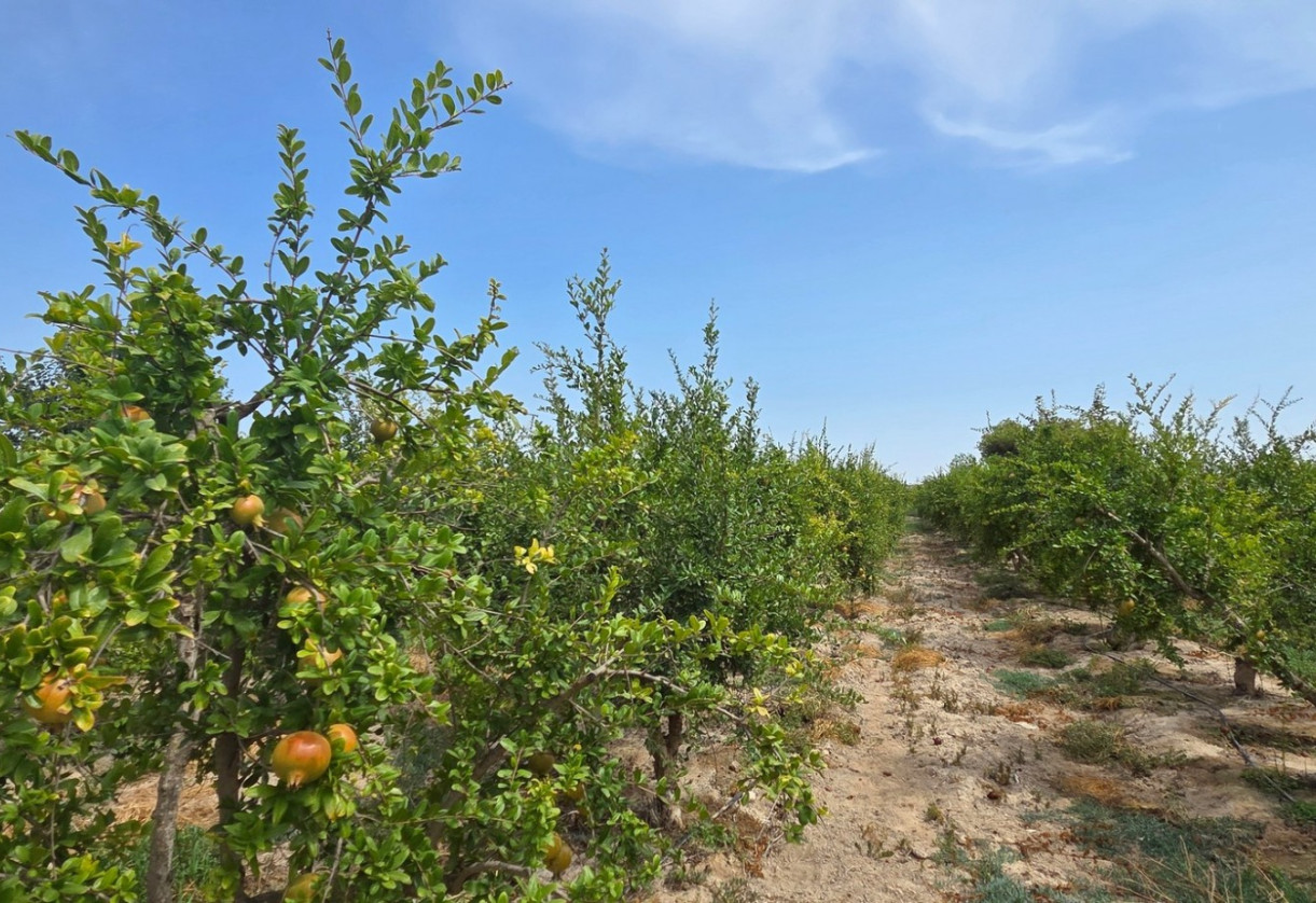 Sale · Plot / Land · San Isidro