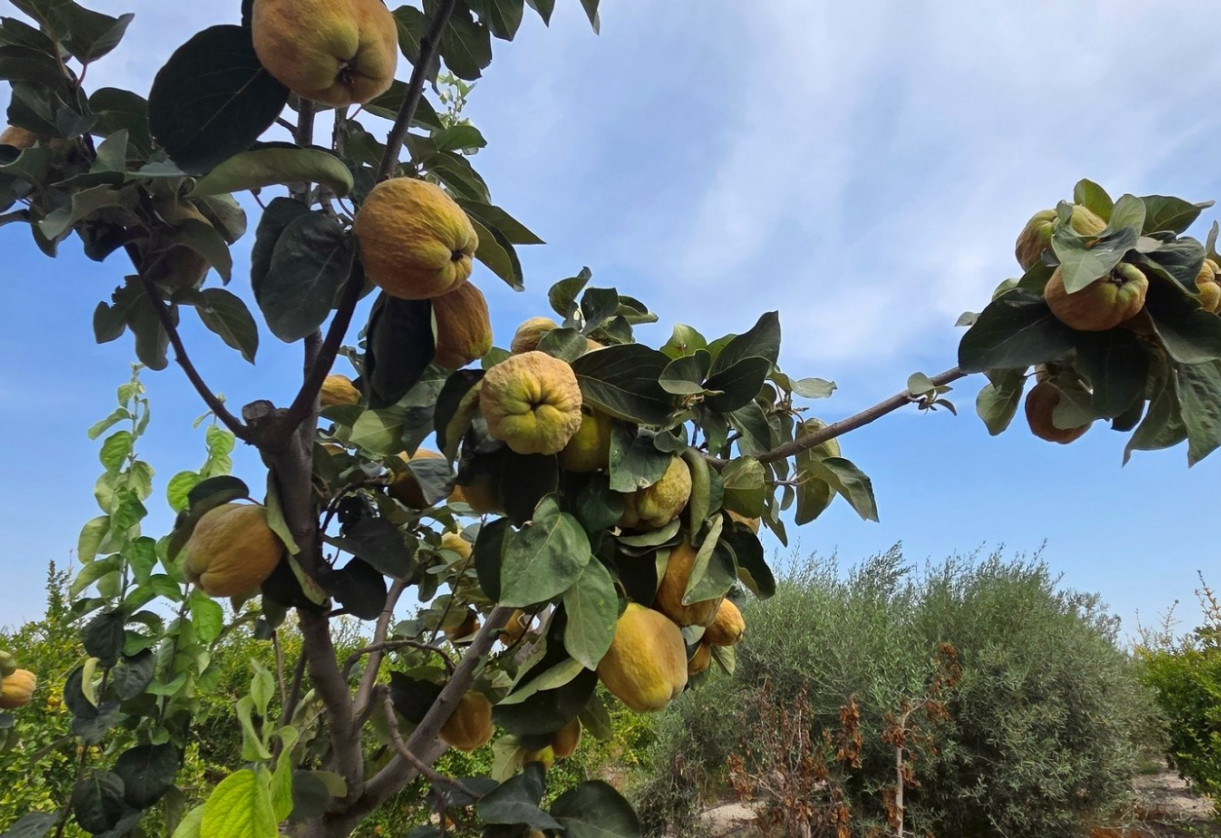 Sale · Plot / Land · San Isidro