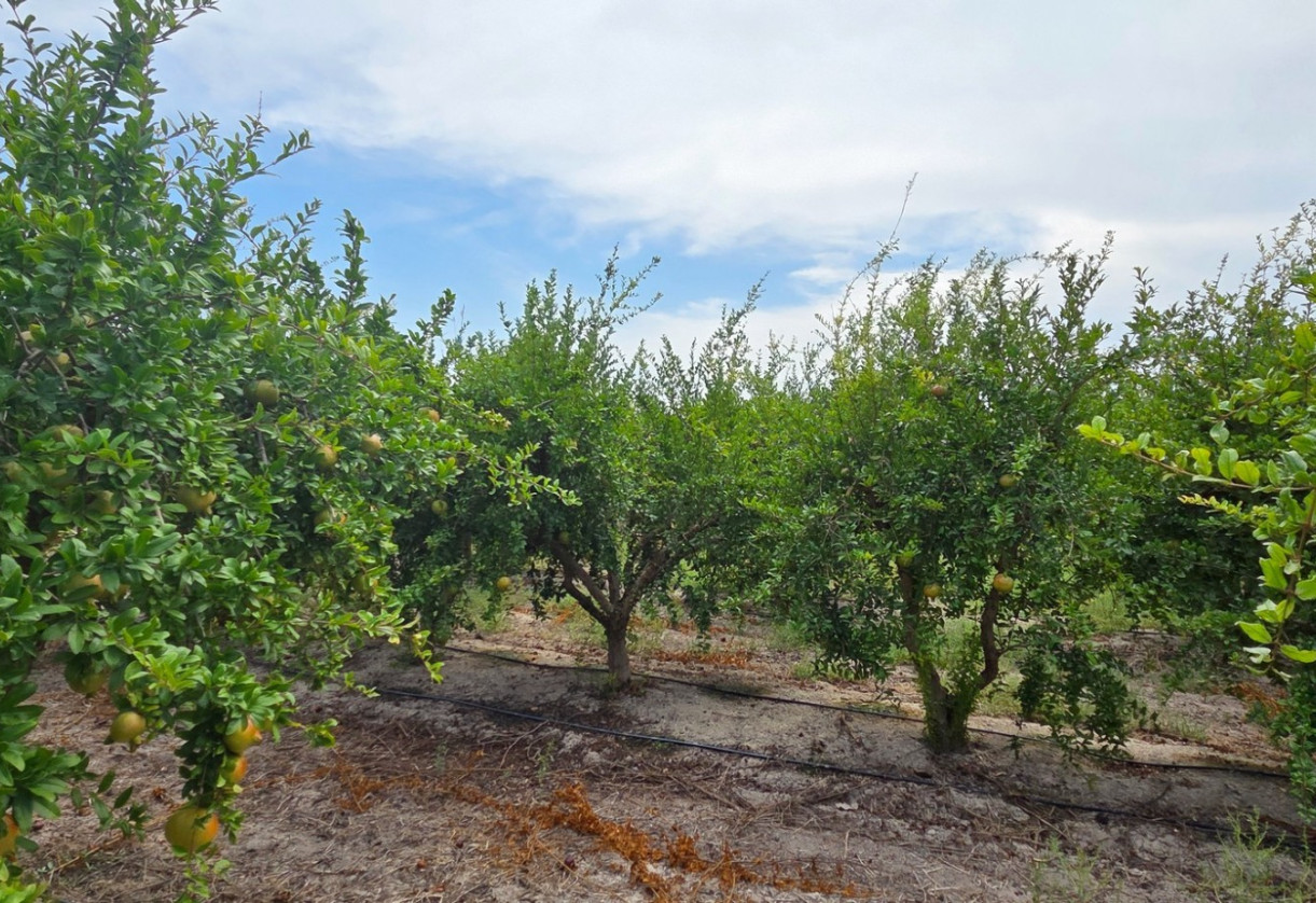 Sale · Plot / Land · San Isidro