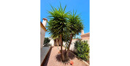Rynek wtórny · - VILLA · Torrevieja · Urbanización San Luis