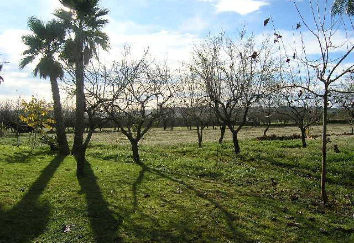 Rynek wtórny · detached house · Senija