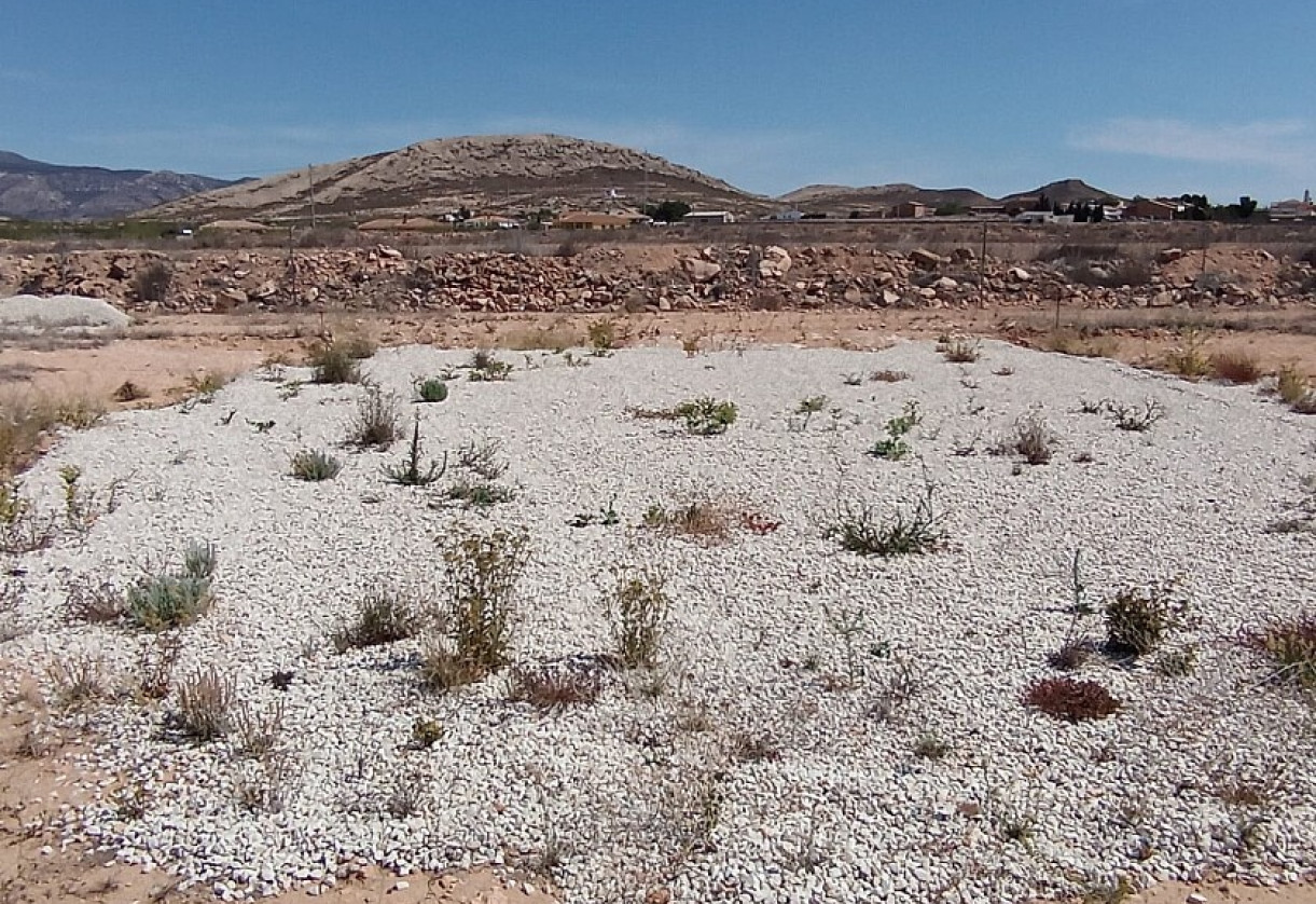 Reventa · Land · Jumilla · Torre del Rico