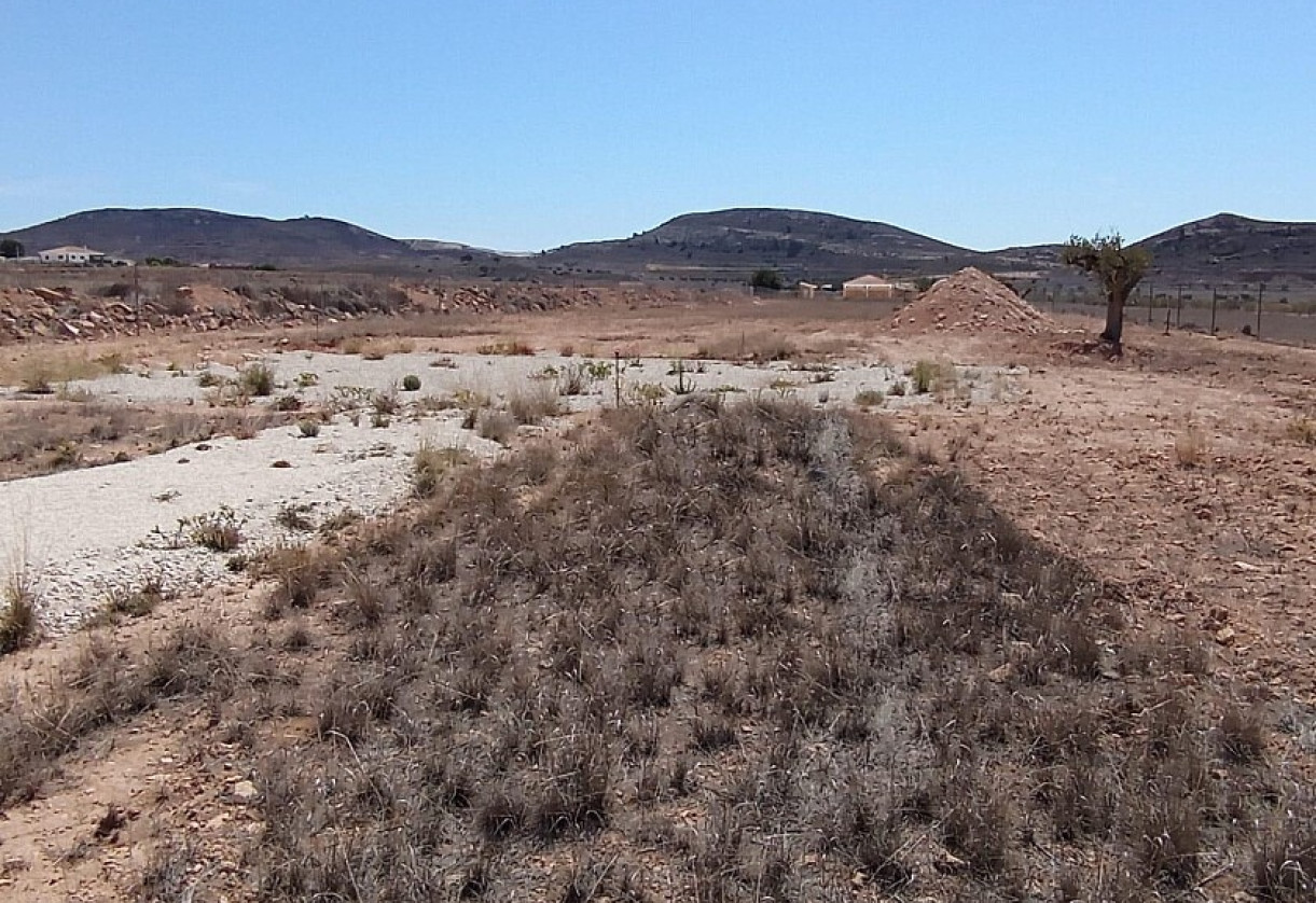 Reventa · Land · Jumilla · Torre del Rico