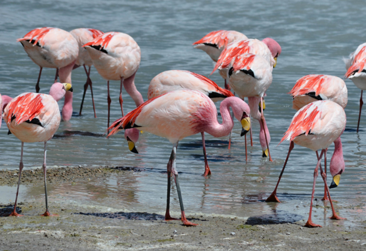 Sale · detached house · Calpe